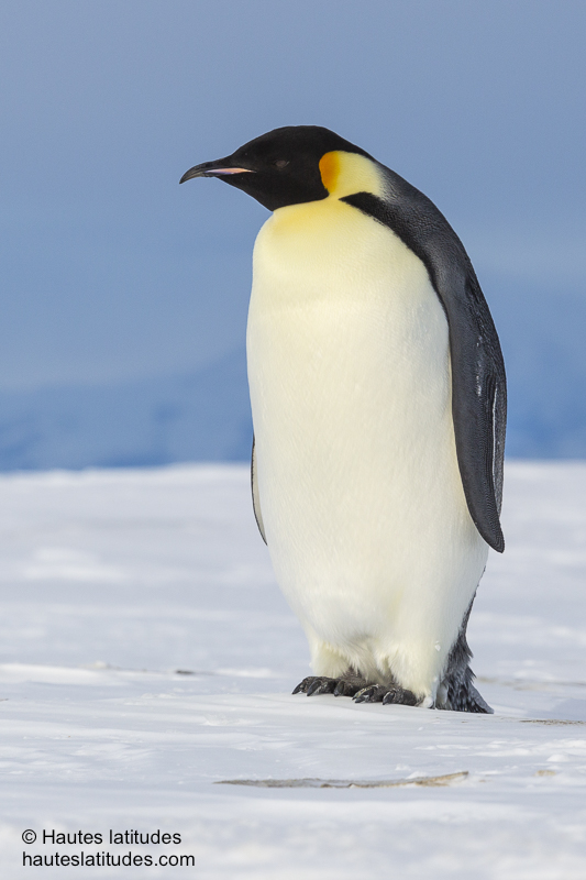 O Et Comment Voir Le Manchot Empereur En Antarctique