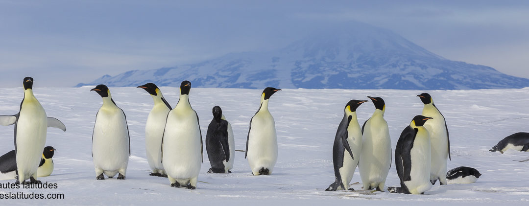 Où et comment voir le manchot empereur en Antarctique ?