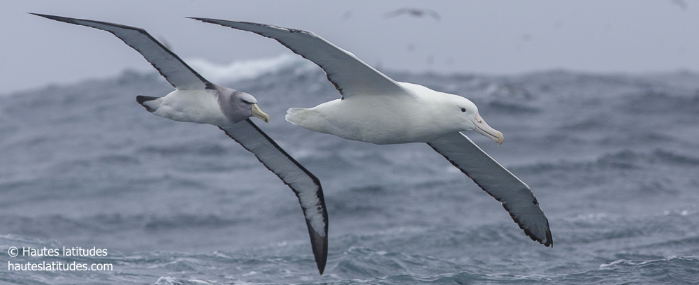 Albatros en vol