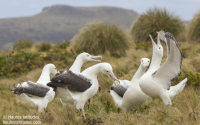 Les endroits où observer des albatros dans l&rsquo;océan Austral