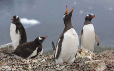 Les espèces de manchots observables en péninsule Antarctique