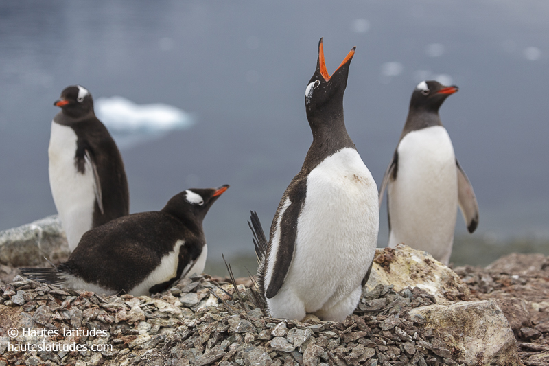 Les espèces de manchots observables en péninsule Antarctique