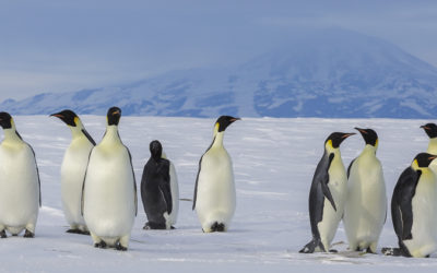 Où et comment voir le manchot empereur en Antarctique ?