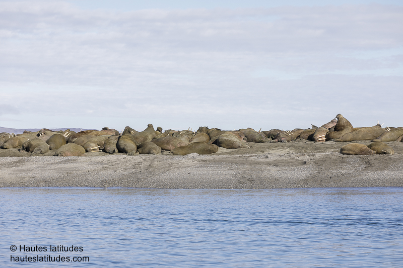Morses au Svalbard